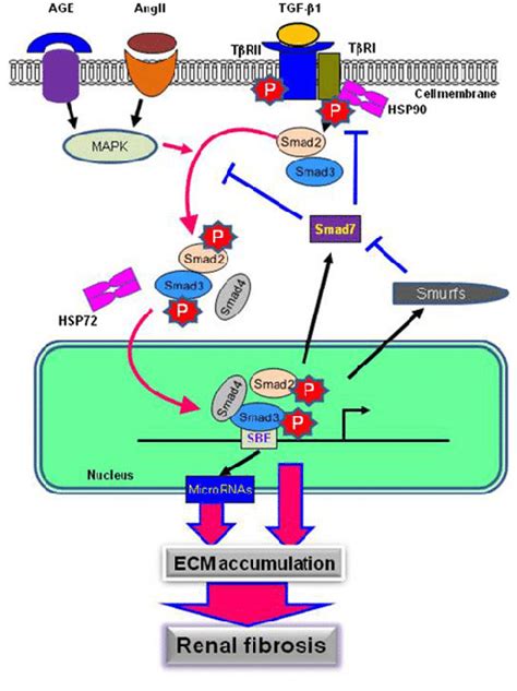 Tgf Bsmads Signaling And Its Cross Talk Pathway In Renal Fibrosis Download Scientific Diagram