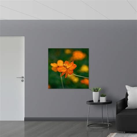 Vlag Fel Oranje Cosmos Sulphureus Bloemen Met Donker Groene