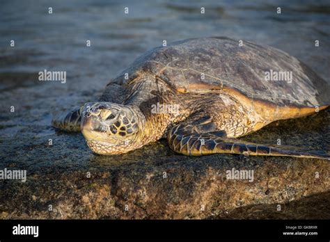 Sea turtle in hawaii Stock Photo - Alamy