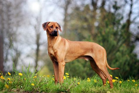 150+ Rhodesian Ridgeback Names: Ideas for Grand Guard Dogs – Dogster