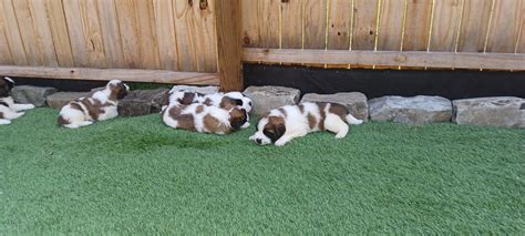 SAINT BERNARD PUPPIES