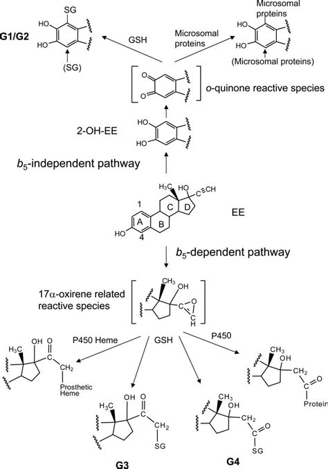 Pathways Proposed For The Formation Of The Reactive Electrophilic