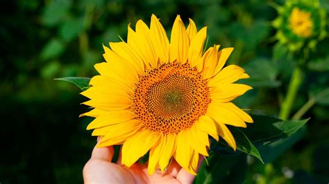 Total 100 Imagen Flores Amarillas Parecidas Al Girasol Abzlocal Mx