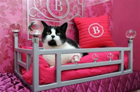 Ings Luxury Cat Hotel Offers Five Star Facility To Felines Homecrux