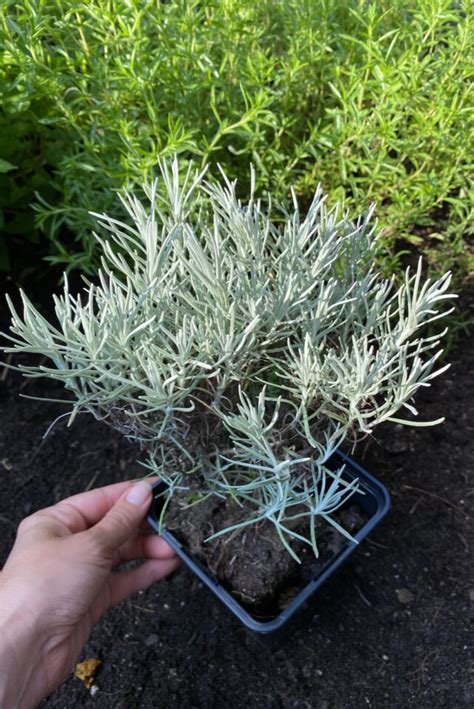 6 Reasons Why You Should Grow a Curry Plant