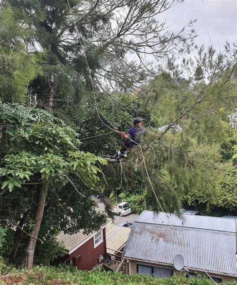 Dead Wooding Wellington Arborists Urban Tree Solutions