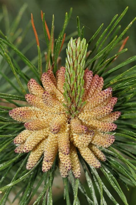 Scots Pine Flowers Stock Photo Image 42815631