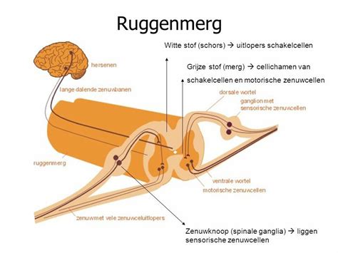 Ruggenmerg Ruggenmerg Witte Stof Grijze Stof