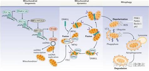 国自然中标热点预测：线粒体质量控制 知乎
