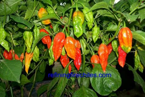 Bhut Jolokia Pepper Seeds | Super Hot Chiles