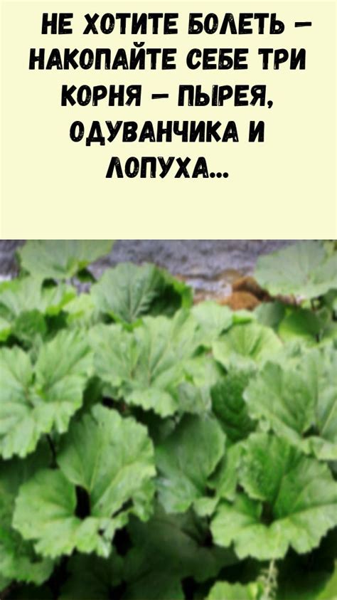 Не хотите болеть — накопайте себе три корня — пырея, одуванчика и ...