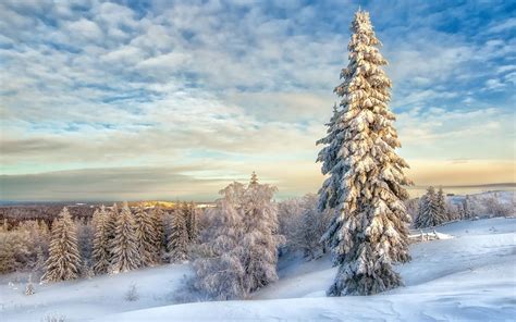 Fondos De Pantalla Pinos Cubiertos De Nieve Bajo El Cielo Nublado