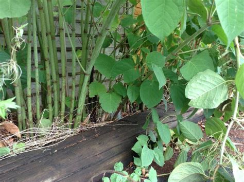 Why Is Japanese Knotweed Bad News For Property Sellers Pba Solutions