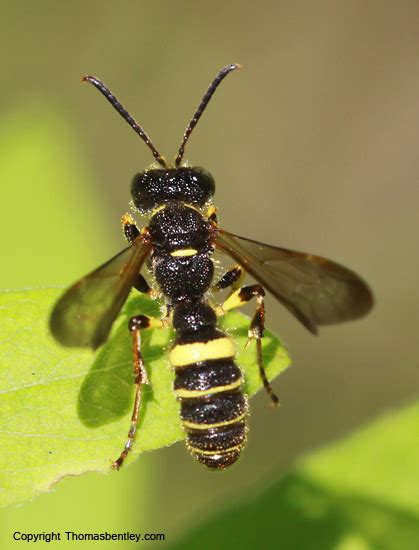 Wasp Cerceris Bugguide Net