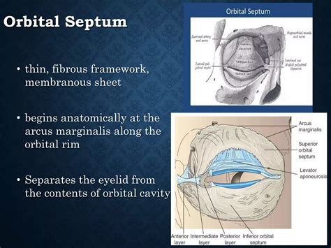 Eyelid anatomy and physiology | PPT