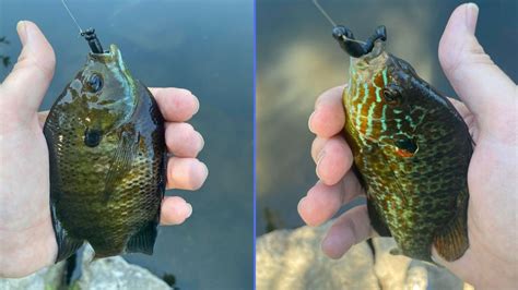 Bluegill Fishing In A Pressured Pond Ultralight Fishing Youtube