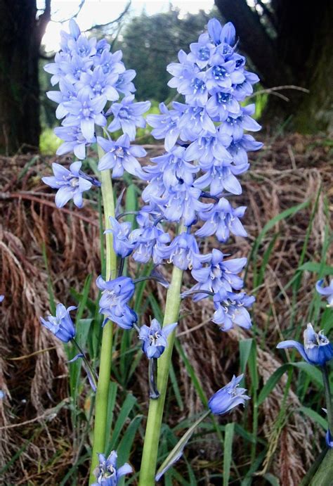 Bluebells Blue Flower - Free photo on Pixabay - Pixabay