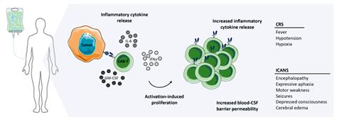 Cancers Free Full Text You Have Got A Fast Car Chimeric Antigen