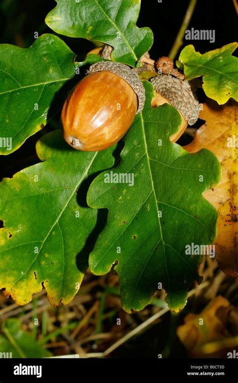 Oak Leaves Hi Res Stock Photography And Images Alamy