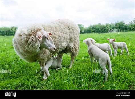 Zucht von tieren -Fotos und -Bildmaterial in hoher Auflösung – Alamy
