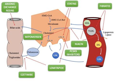 Triglyceride