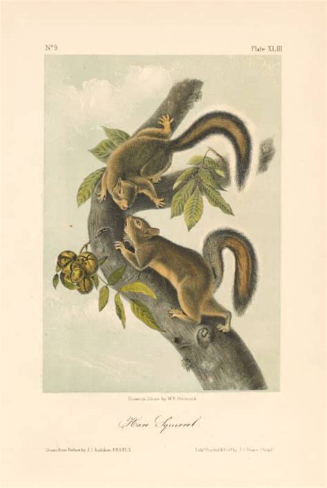 Audubon Bowen Octavo Pl Hare Squirrel The Quadrupeds Octavo