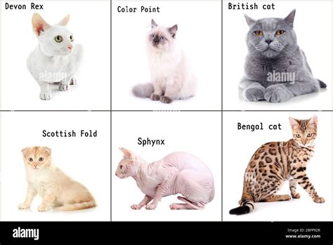 Beautiful cats with names of breeds on white background Stock Photo - Alamy