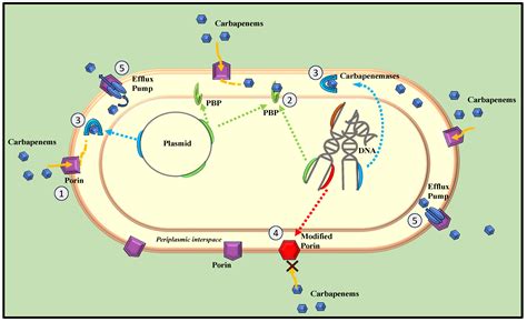 Medicina Free Full Text Carbapenem Resistant Enterobacteriaceae In