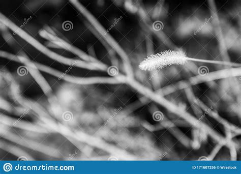 Captura Em Tons De Cinza Fechados De Uma Planta Foto De Stock Imagem