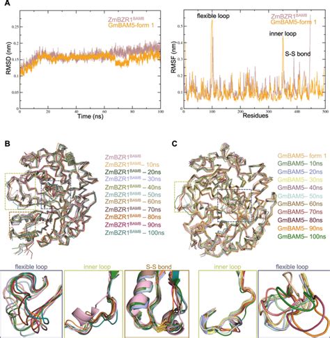 Comparative Molecular Dynamics Simulation Of Zmbzr Bam And Gmbam A