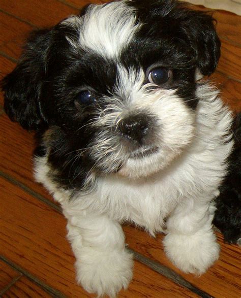 Pin By Amber Powell On Cute Animals Bichon Shih Tzu Mix Bichon Dog