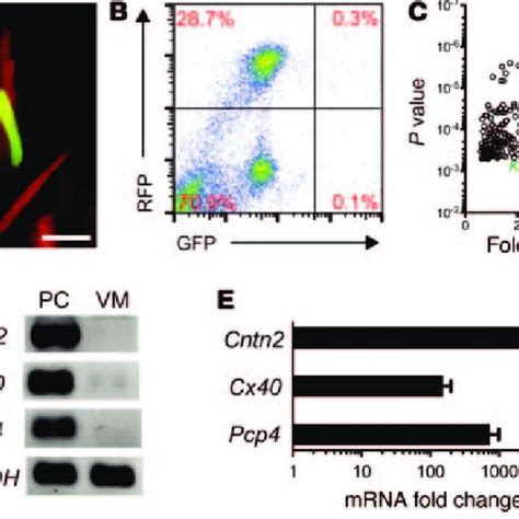 Identification Of Pcp4 Gene Expression Within The Purkinje Fiber