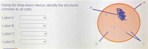 Solved B Using The Drop Down Menus Identify The Structures Common To