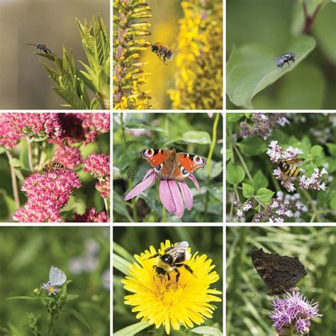 Collage De La Biodiversidad Foto De Archivo Imagen De Venenoso Rana