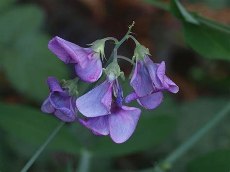 Pacific Pea Rancho Del Oso Big Basin Redwoods State Park Wildflower