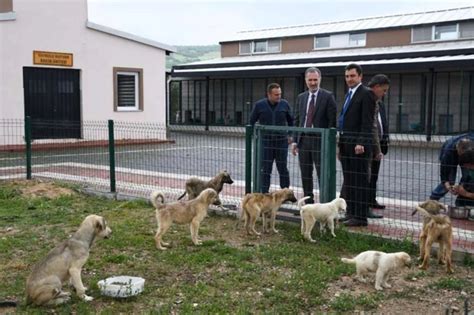 Hayvanları Koruma Kanunu Resmileşti Medyazar