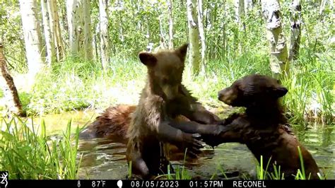 Lake Tahoe Trailcam Catches Brown Bear Cubs Play Fighting Youtube