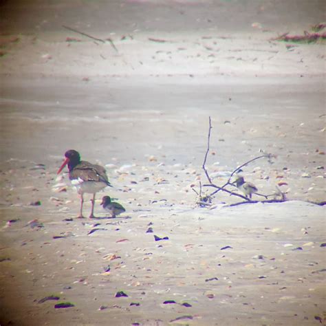 Shorebird and Seabird Nesting Report | The Lodge on Little St. Simons ...