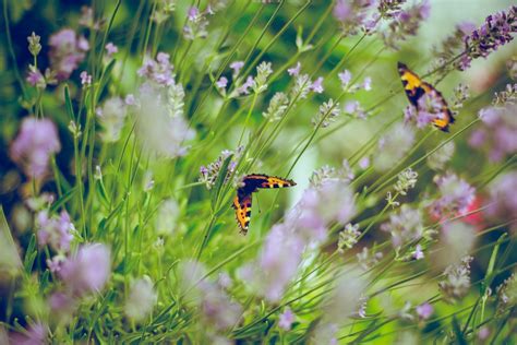 Kostenlose foto Natur Gras blühen Pflanze Rasen Wiese Blatt