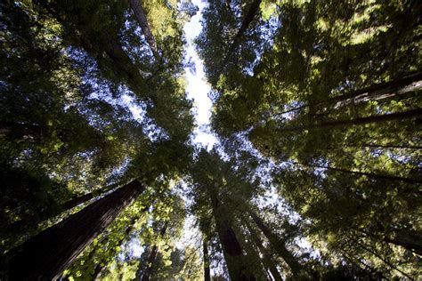 Redwoods Growing Faster In A Warmer Climate