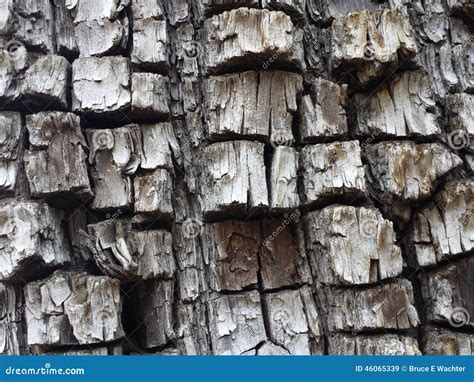 Alligator Juniper Tree Bark Up Close - Sedona, Arizona Royalty-Free ...