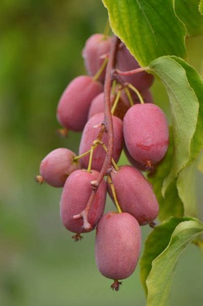 Mini Kiwi Actinidia Arguta Bingo Femela Cm