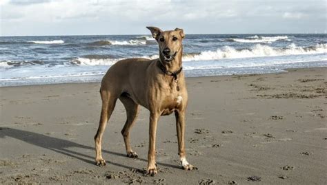 Rhodesian Ridgeback Greyhound Mix Grace And Strength