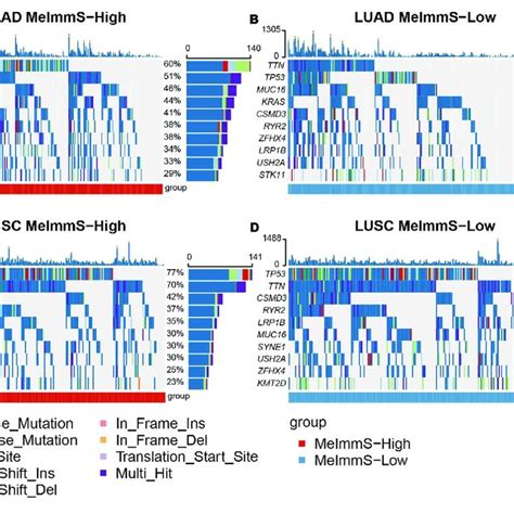 Comparison Of Gene Mutation Frequency Between MeImmS High And