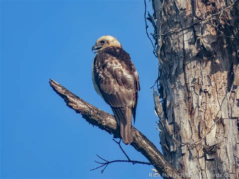 Hawaiian Hawk … Juvie Begging for Breakfast! | 365 Days of Birds