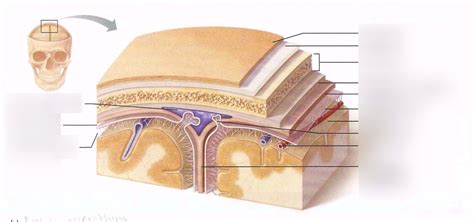 Meninges Pt 1 Diagram Quizlet