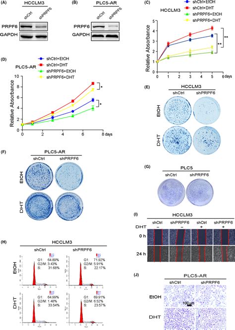 Pre‐mrna Processing Factor 6 Prpf6 Depletion Inhibits Hepatocellular Download Scientific