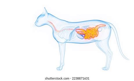 271 Cat Digestive System Royalty-Free Photos and Stock Images ...