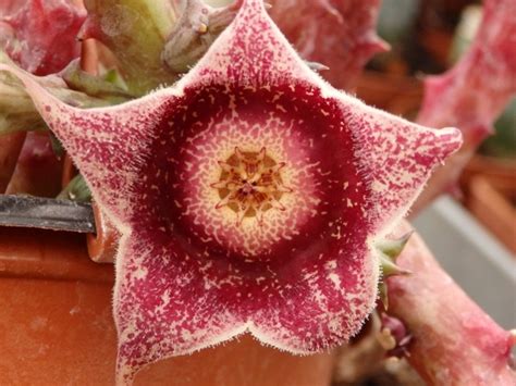 Fotogalerie Stapelia Hardyi Exoticke Rostliny Cz