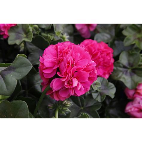 Great Balls of Fire Hot Pink Products Dümmen Orange